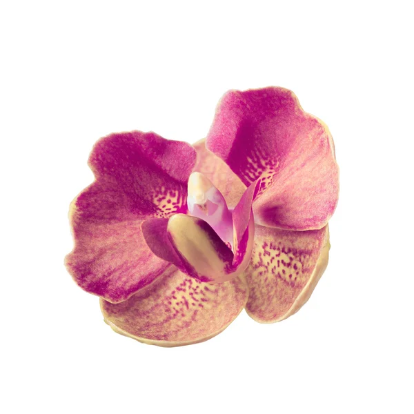 Magenta orchideebloem geïsoleerd op wit — Stockfoto