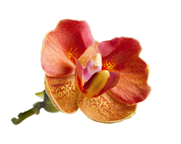 Rode orchideebloem geïsoleerd op wit — Stockfoto