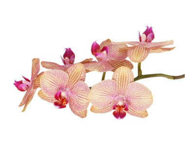 orkide çiçekleri beyaz izole Şubesi