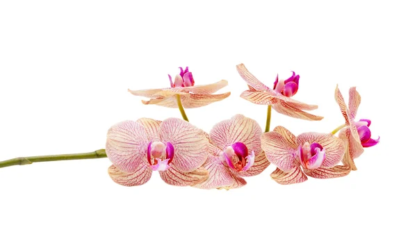 Orchid flowers isolated on white — Stock Photo, Image