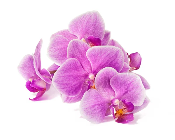Branch of orchid flowers isolated on white — Stock Photo, Image