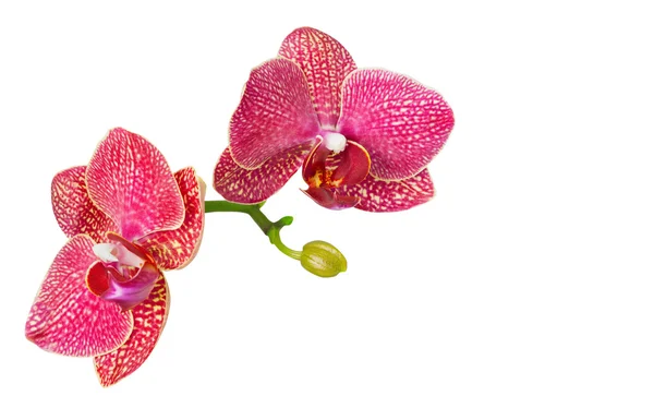 Tak van orchideebloemen geïsoleerd op wit — Stockfoto
