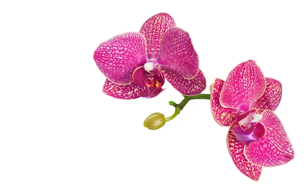 Branch of orchid flowers isolated on white — Stock Photo, Image