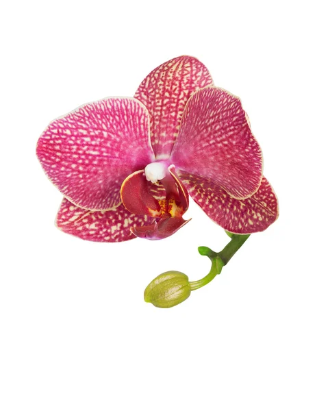 Orchideebloem geïsoleerd op wit — Stockfoto