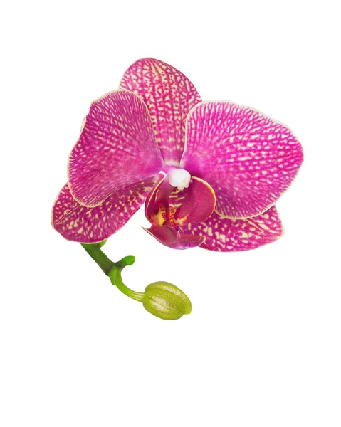 Orchid flower isolated on white — Stock Photo, Image