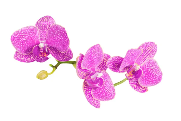 Branch of orchid flowers isolated on white — Stock Photo, Image