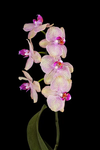 Siyah izole pembe orkide çiçek — Stok fotoğraf
