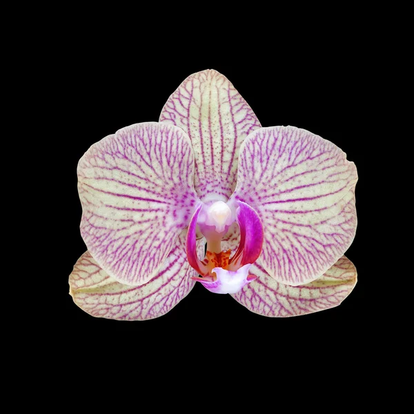 Roze orchideebloem geïsoleerd op zwart — Stockfoto