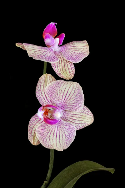Flor de orquídea rosa isolada em preto — Fotografia de Stock
