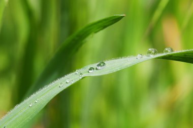 güzel damla doğa arka plan