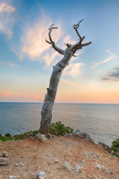 Abstract seascape. Dry snag in the cliff — Stock Photo, Image