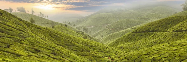 Чайная плантация в Азии — стоковое фото