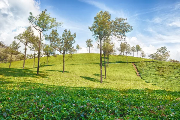 Plantación de té en Asia — Foto de Stock