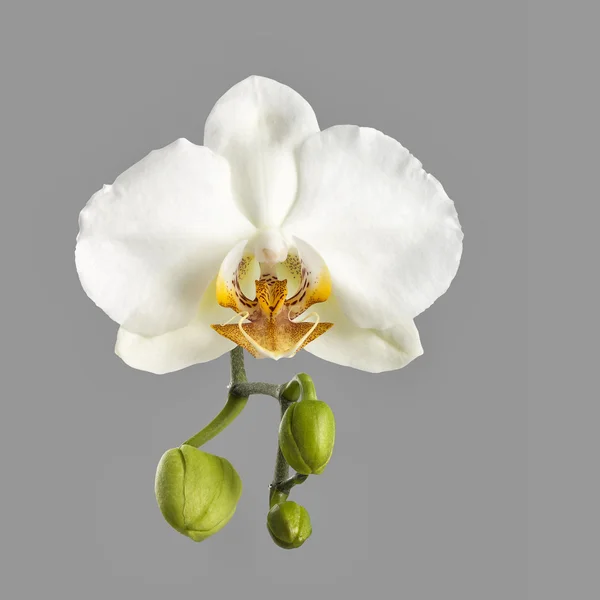 White orchid flower isolated on grey — Stok fotoğraf