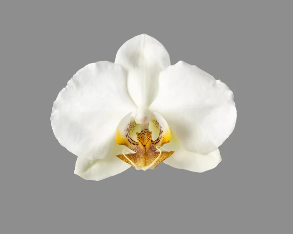 White orchid flower isolated on grey — Φωτογραφία Αρχείου