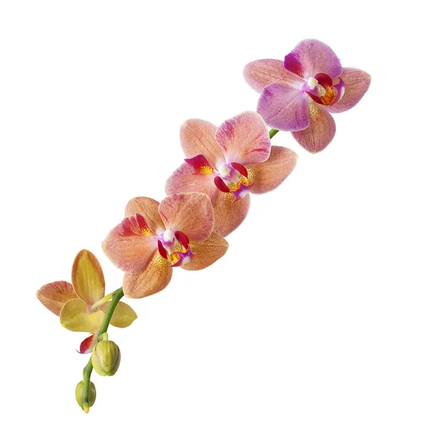 Branch of orchid flowers isolated on white — Stock Photo, Image