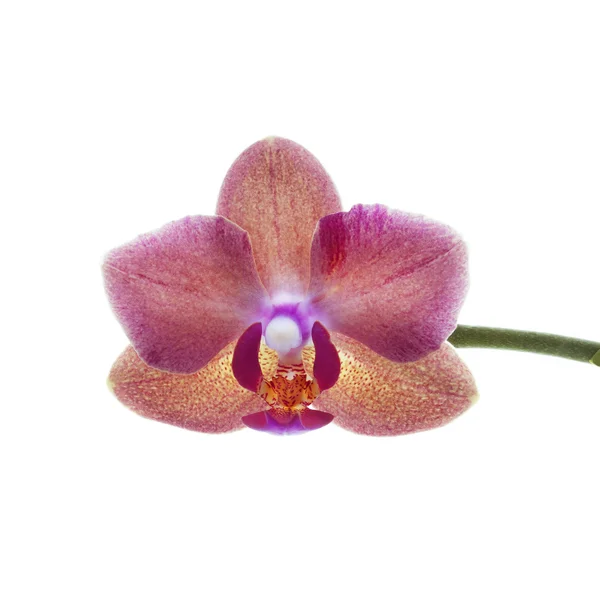 Rode orchideebloem geïsoleerd op wit — Stockfoto