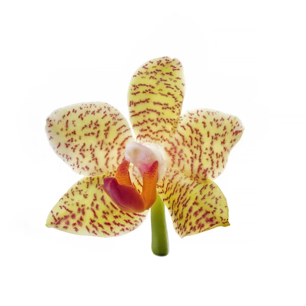 Yellow orchid flower isolated on white — Stock Photo, Image