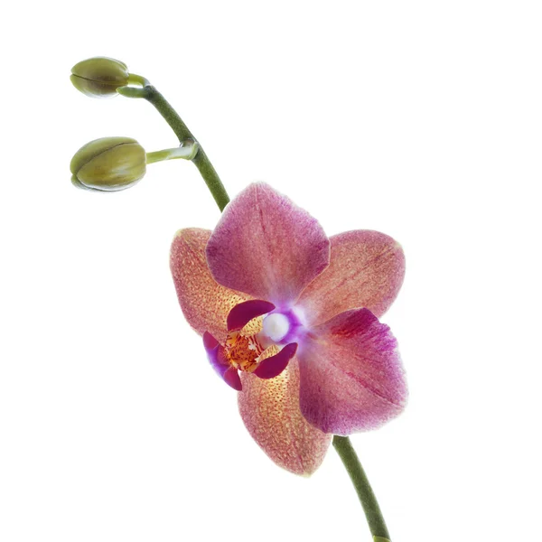 Flor de orquídea vermelha isolada em branco — Fotografia de Stock
