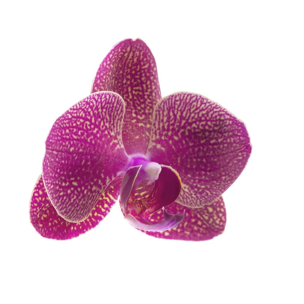 Roze orchideebloem geïsoleerd op wit — Stockfoto