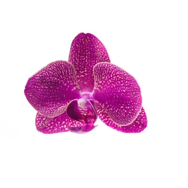 Roze orchideebloem geïsoleerd op wit — Stockfoto