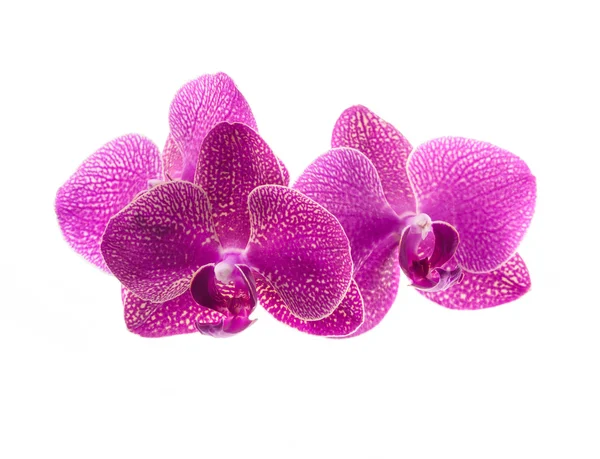 Růžové květy orchidejí izolovaných na bílém — Stock fotografie