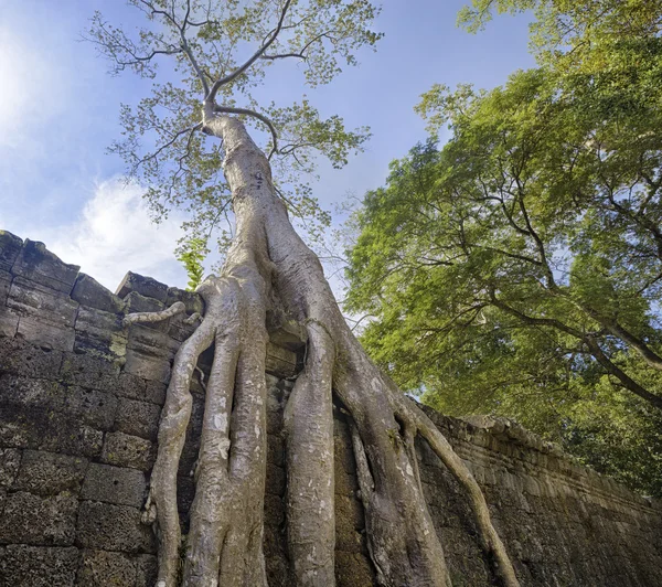 Preah Khan Temple ancient tree roots, Angkor — Stock Photo, Image