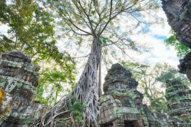 Preah Khan Tapınağı eski Ağaç kökleri, Angkor 