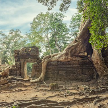 Ta Prohm Temple ancient tree roots, Angkor  clipart