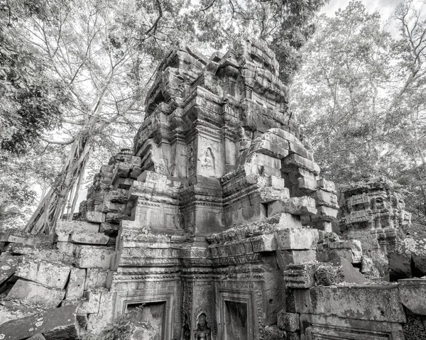 Ta prohm Tempel alte Baumwurzeln, angkor — Stockfoto