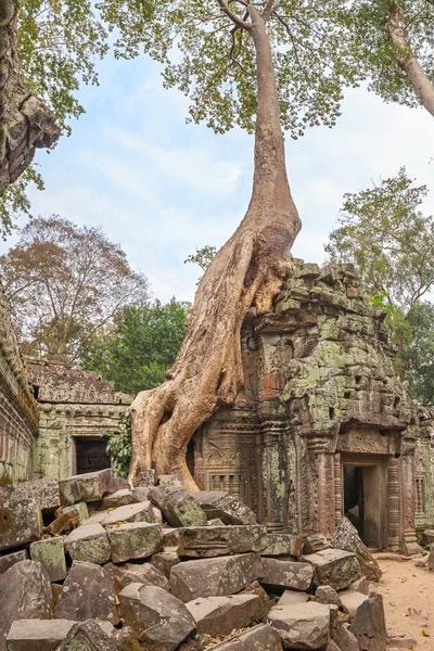 Ta Prohm temppeli antiikin puun juuret, Angkor — kuvapankkivalokuva