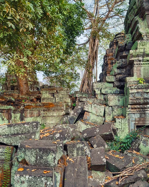 Храм Та Прома, древние корни деревьев, Ангкор — стоковое фото