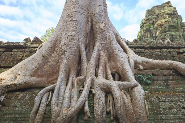 Templo de Ta Prohm raízes de árvores antigas, Angkor — Fotografia de Stock