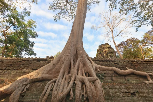 Ta Prohm temppeli antiikin puun juuret, Angkor — kuvapankkivalokuva