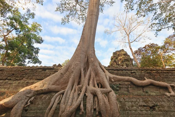 Ta Prohm Temple ancient tree roots, Angkor — Stock Photo, Image