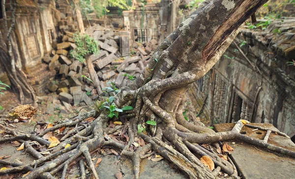 崩密寺，吴哥，柬埔寨 — 图库照片