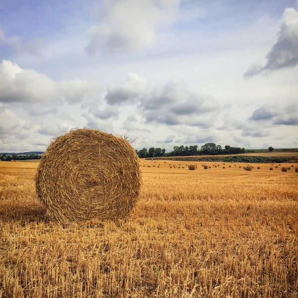 Heuhaufen auf dem Feld — Stockfoto