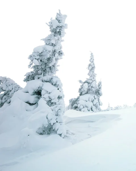 雪に覆われた松の木の冬の風景 — ストック写真