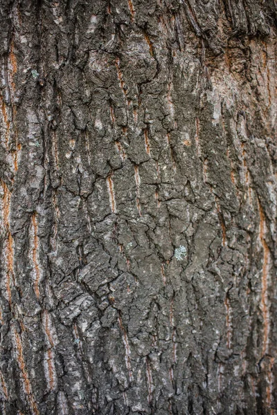 Bakgrund av ek bark — Stockfoto