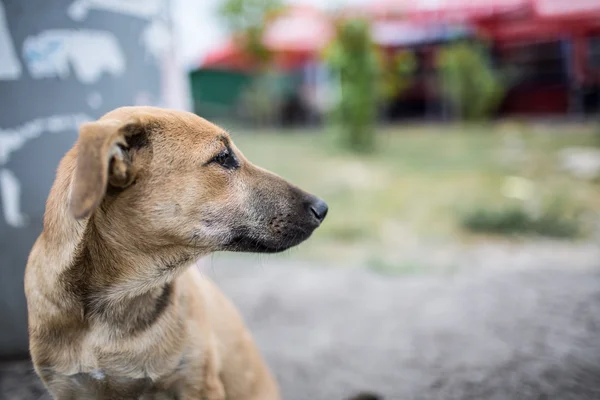 Bezdomovci a hladový pes nechal na ulici — Stock fotografie