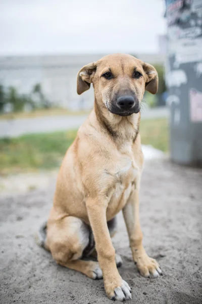 Cane senzatetto e affamato — Foto Stock