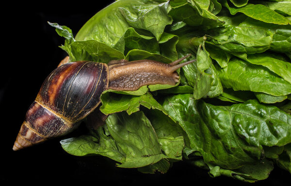 Giant African land snail (Achatina fulica) eating salad, isolated on a black background