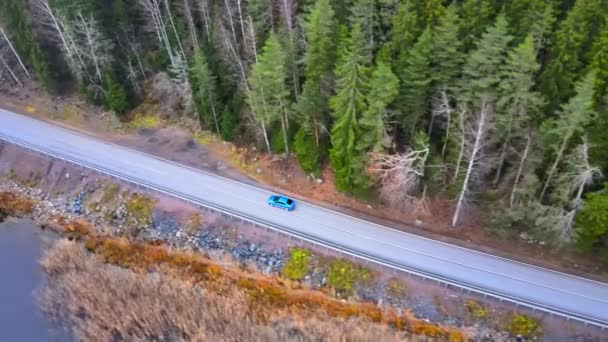 Aerial, tilt, drone shot, following a car, on a dark, asphalt road, between pine trees and leafless, birch forest, sun flares, on a sunny autumn day, in Juuka, North Karelia — Stock Video