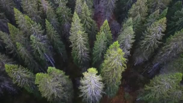 Gebogen stammen van Karelische berk in het bos toendra op een zomerdag. — Stockvideo