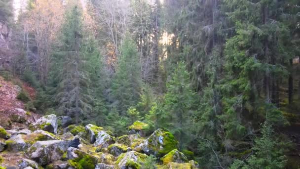 Troncs courbes de bouleau de Carélie dans la toundra forestière un jour d'été. — Video