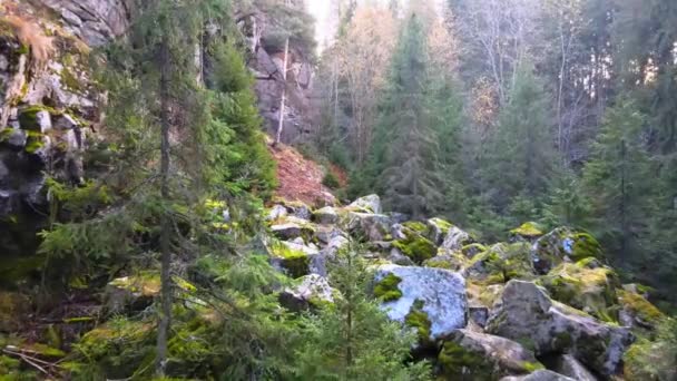 Troncs courbes de bouleau de Carélie dans la toundra forestière un jour d'été. — Video