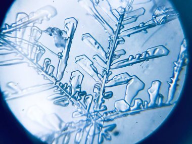 Kartanesi kristal kristal dendriti mikroskop altında.