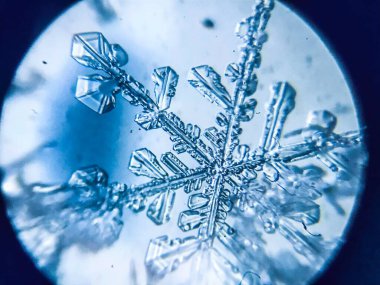 Kartanesi kristal kristal dendriti mikroskop altında.