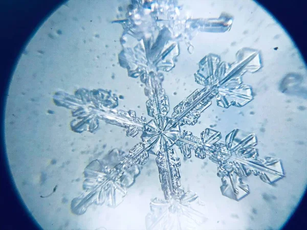 Kartanesi kristal kristal dendriti mikroskop altında.