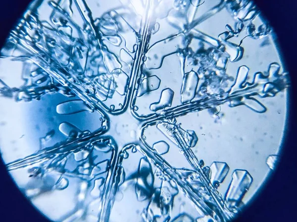 Kartanesi kristal kristal dendriti mikroskop altında.